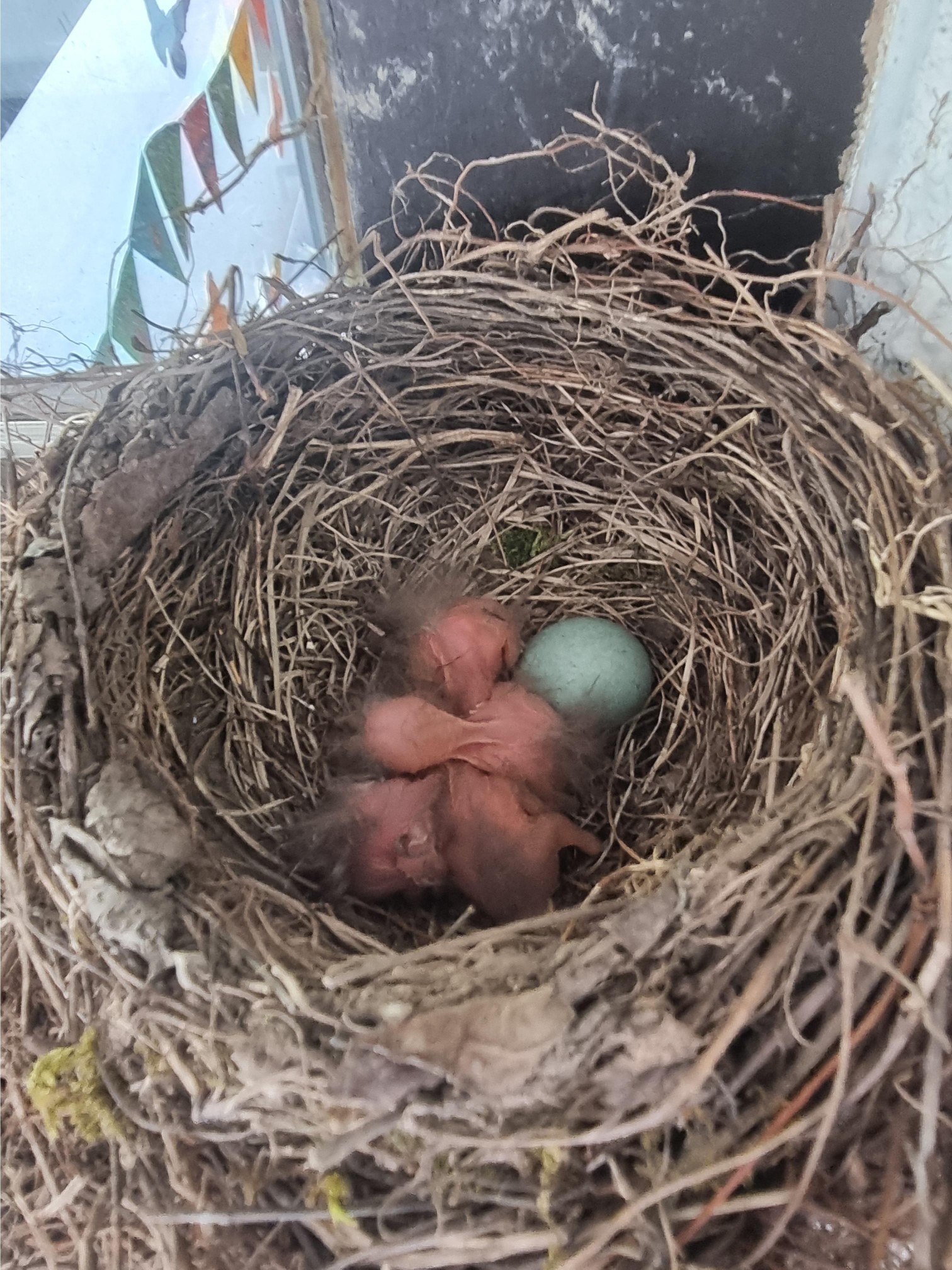 Amsel 2 50