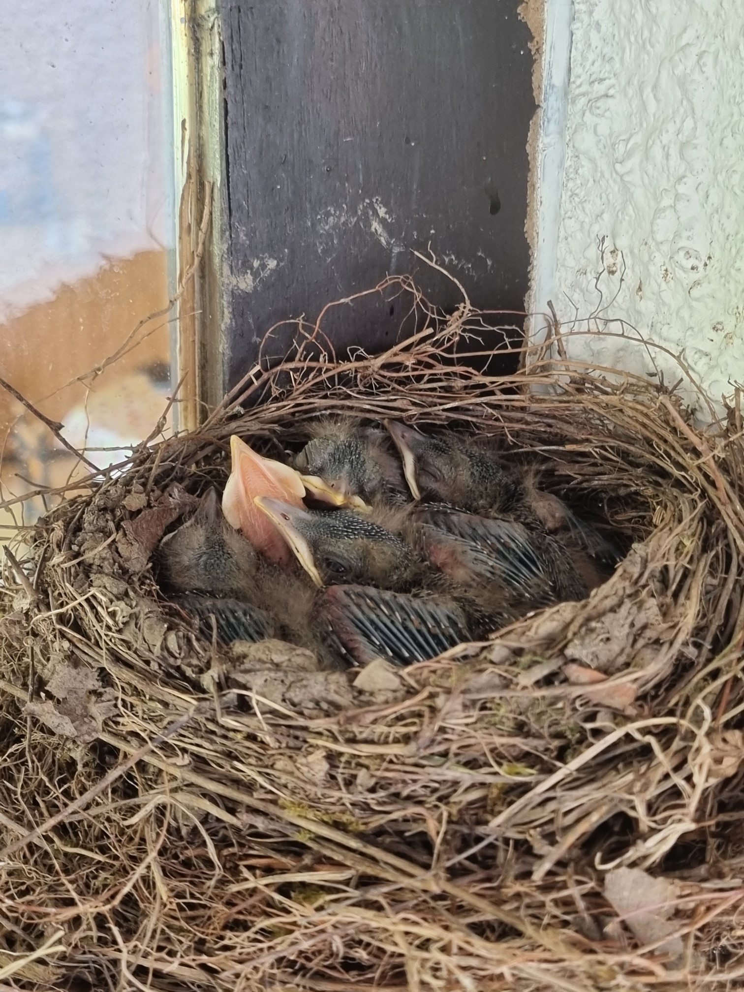Amsel 3 50